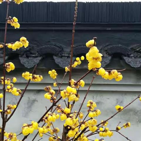 病毒已去，静等花🌸开！