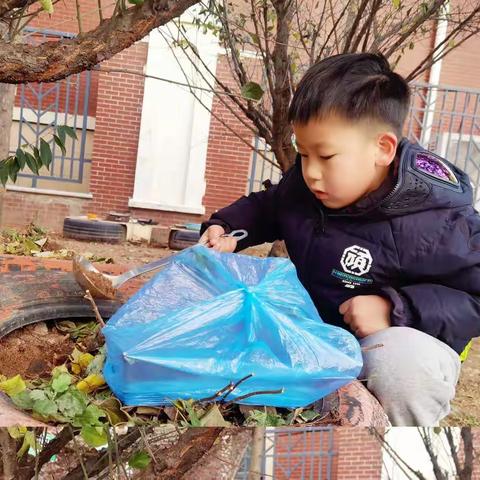 萌娃护菊，温暖过冬———淮安天山实验幼儿园大班“我为菊花穿冬衣”活动花絮