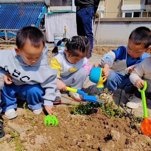 哈灵教育·花园幼儿园幼幼班“我是小主人”课程故事之《我与植物的那些事儿》