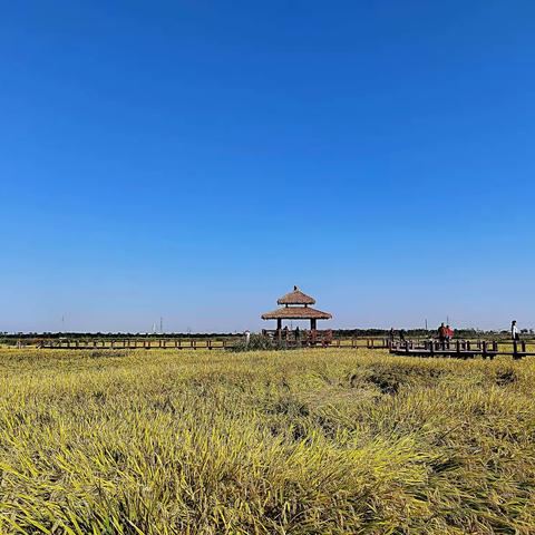 风吹麦浪