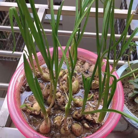 鲁蒙恩的美篇