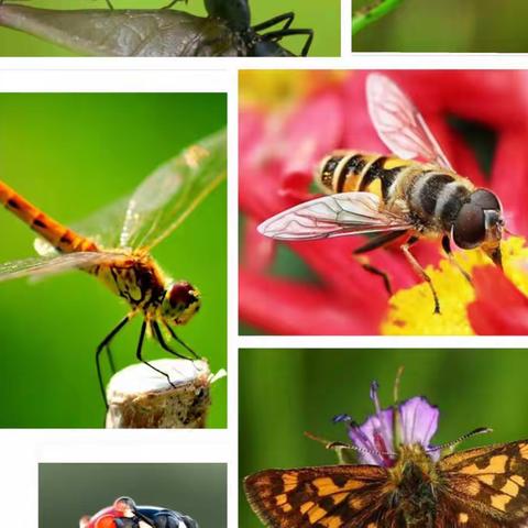 Hi～Insects｜昆虫的奇妙世界🪲