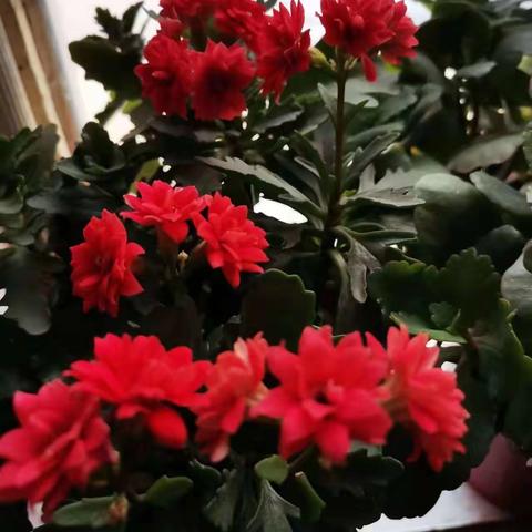 寒亭区实验小学五（1）中队的美篇