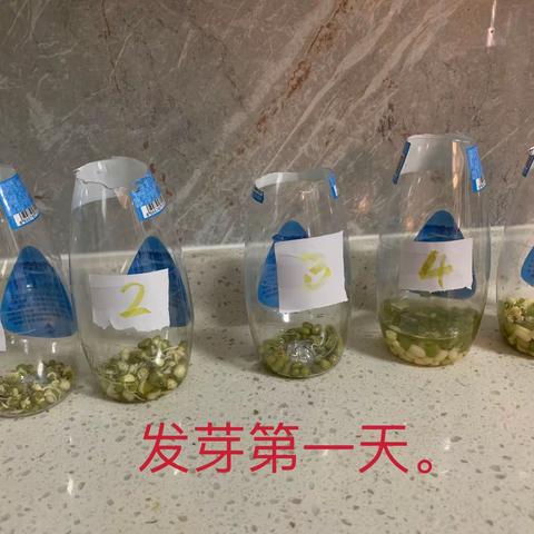 探究绿豆萌发的环境条件