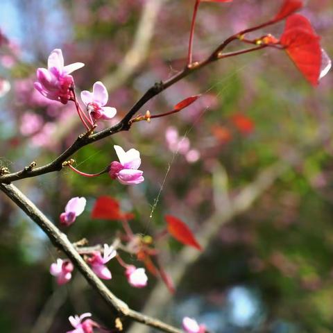 紫荆山，家门口的拍摄基地