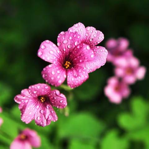 四月，酢浆草花开了