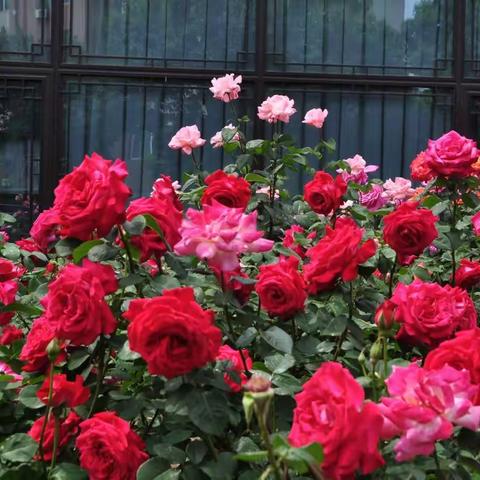 月季，迷人的郑州市花