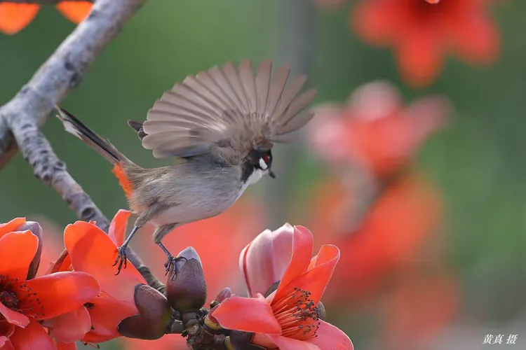 百鸟朝凤 英雄花开