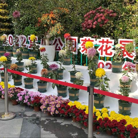 2022年宜川公园菊花展览会