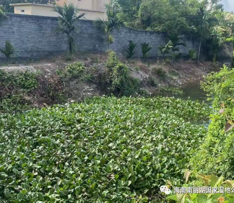 打捞水葫芦，保护国家湿地公园