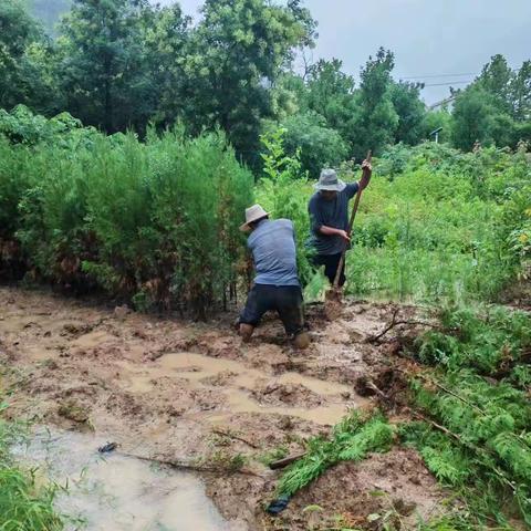 雨中造林   党员先行