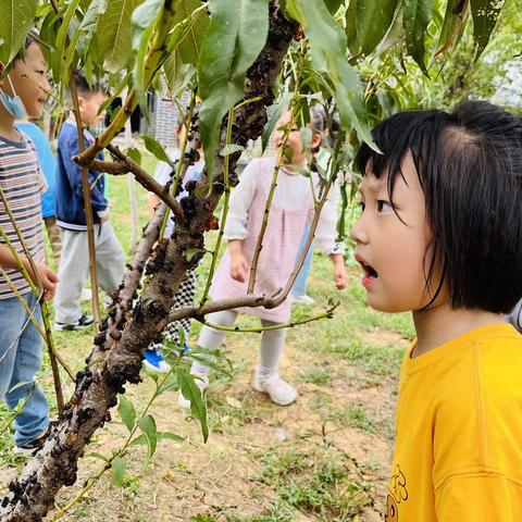 森林幼儿园芽芽班（桃之所遇，胶之美味）