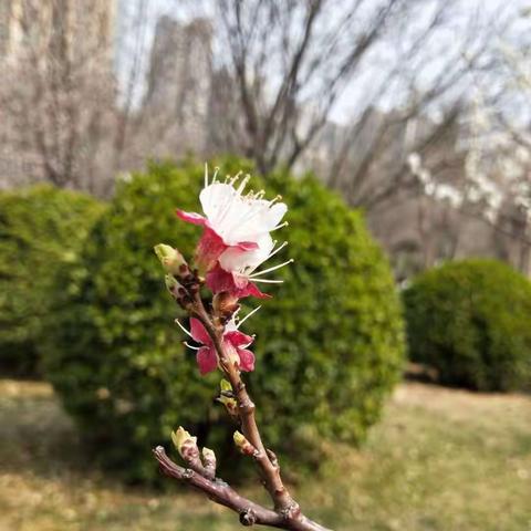 濮阳市实验小学二年级（8）班启航逐梦社团感恩有您——三八节献礼