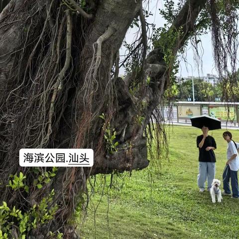 海面对岸.植物花开--潮汕之旅（12）20231009