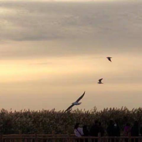 西北游——居延海和策克口岸