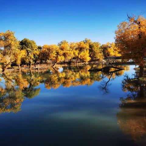 西北游——额济纳的胡杨