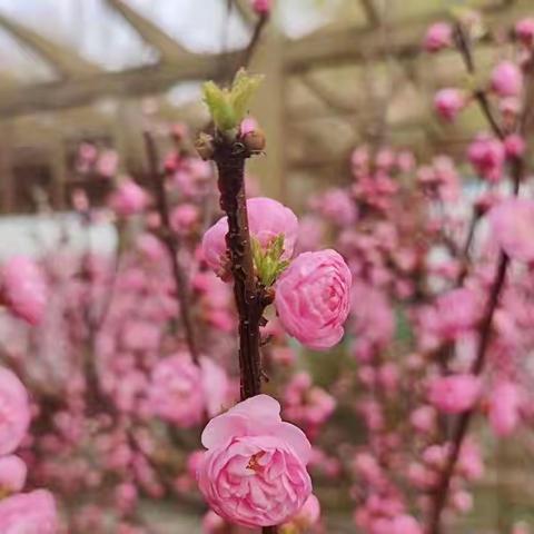 瞄定目标扬帆起航 铆足干劲提升质量 --高峪小学各年级组开展助推教学高质量提升研讨活动