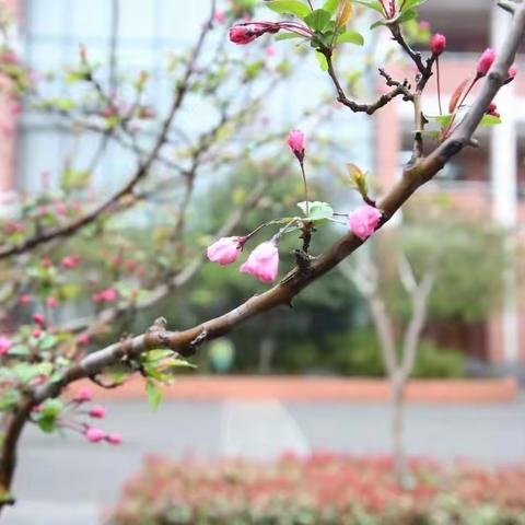 停课不停学 进步不止步（第三周总结）吴丽楠