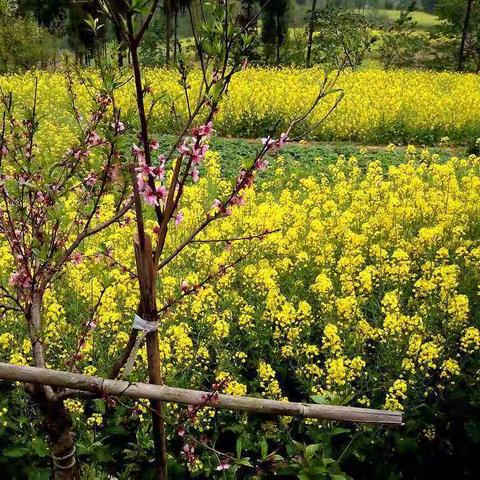 通海骨伤医院关节外科家庭随访