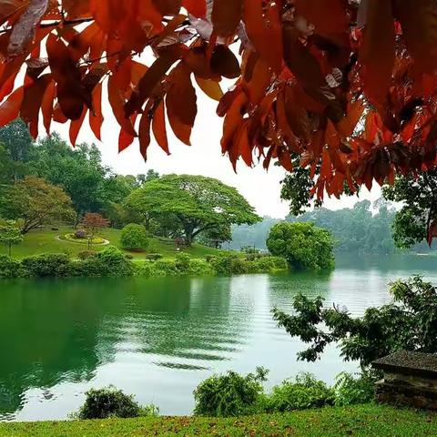 徒步新加坡风水宝地~麦里芝自然保护区。