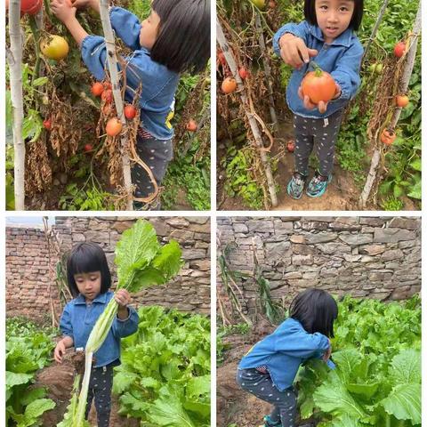 与秋相遇，乐享丰收沙圪堵第五幼儿园葵果果二班秋天丰收活动记实