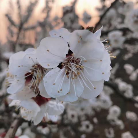 春风习习景色美，线上检测暖人心——特教学校一年级数学线上检测纪实