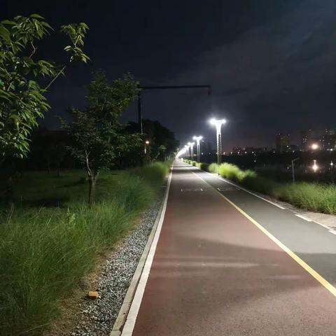 夜闻蝉声