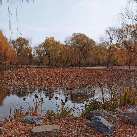 圆明园冬日游记