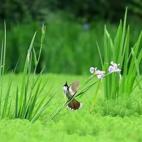 雨润万物长 雷鸣惊蛰始——修武县第二实验小学二十四节气之惊蛰课程活动展示