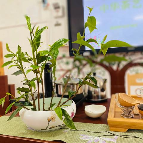 思茅区幼儿园北部分园中五班家长助教活动—《赏茶艺  品茶香》