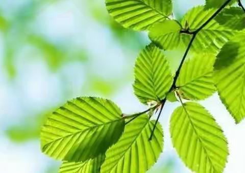 🍀走进自然教育🍀  华星金华园师幼共成长！🐾