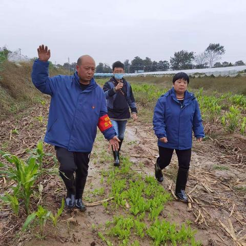 洪灾之后枣园如何“重生”