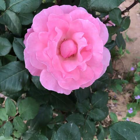 荷塘月色的美篇