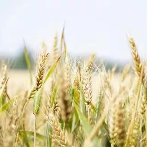 和孩子一起认识“粮食”－光盘行动