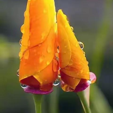 【西安城投秦华天然气】春暖花开驱温毒 安全有我在行动