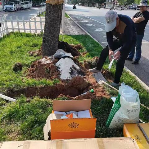 护绿正当时 园林处对城区雪松进行施肥养护