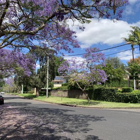 悉尼美丽的兰楹一条街