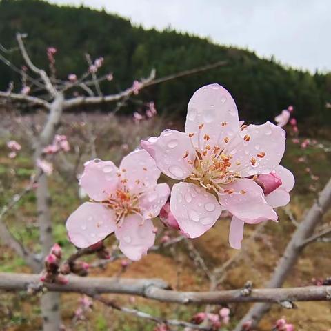 “春润万物，不负韶华”