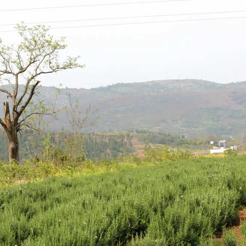 许昌市政府对口淅川县中药材种植产业扶贫项目：迷迭香大田移栽进行中