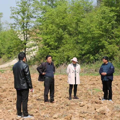 许昌市政府对口南阳市淅川县中药材产业扶贫项目～迷迭香栽种进行中