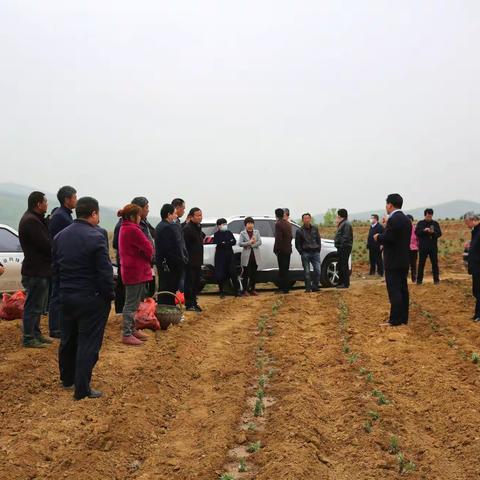 淅川县迷迭香种植技术现场培训会