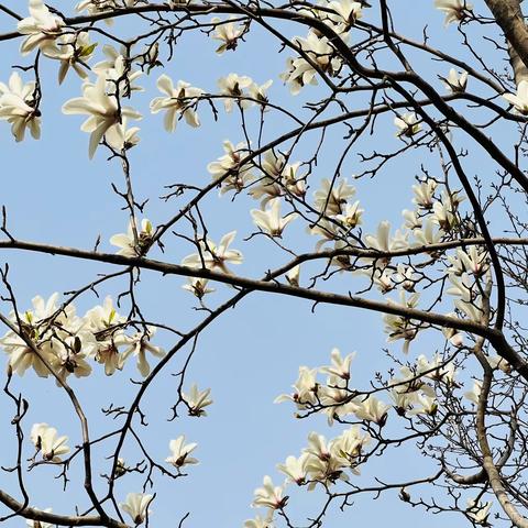 陕西师范大学金泰丝路花城幼儿园中二班———我与树的友谊，从数树开始……