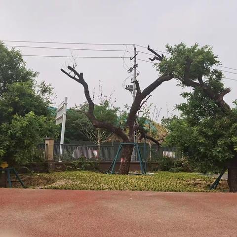 世和小学古树介绍