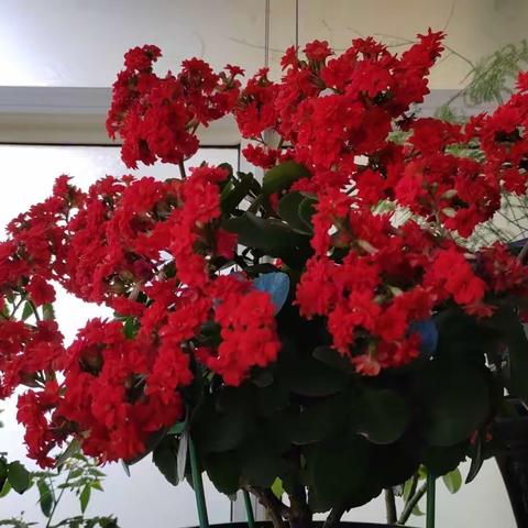 温情三月，花样感恩