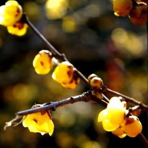 看花回词 数九(二) 三阕