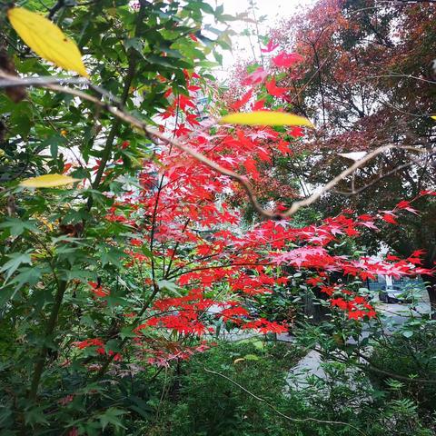 醉花阴，春光好词二阕