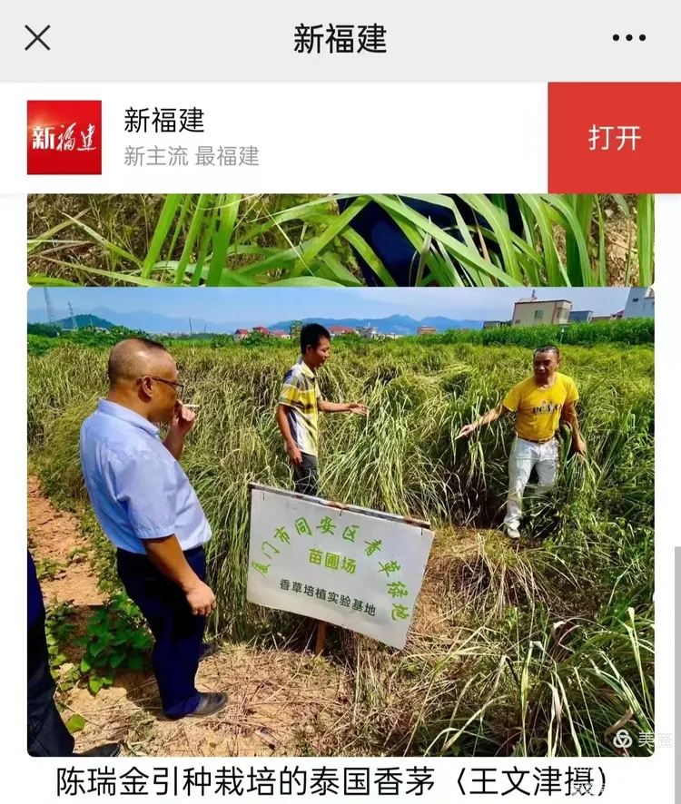 茅草茶