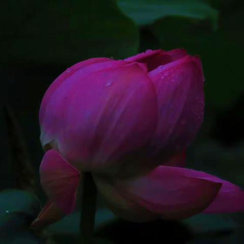 荷花是我的最爱，出污泥而不染 ，拍摄地点辽源区域，西安公园，山语城，八一水库，唐宋湖畔，拍摄时间，2023.年7月。