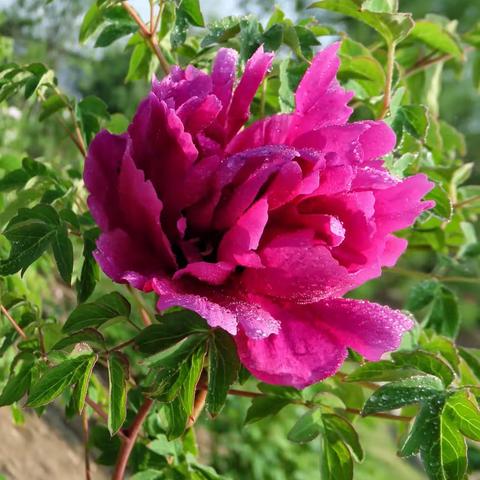 百花之王《牡丹花》五月花神芍药，拍摄地点辽源市弥陀寺，龙首山公园，宪法公园，我用相机记录生活2023.5.28。