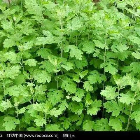 吉尔嘎朗镇民族幼儿园蒙大一班――2020年“安康端午”